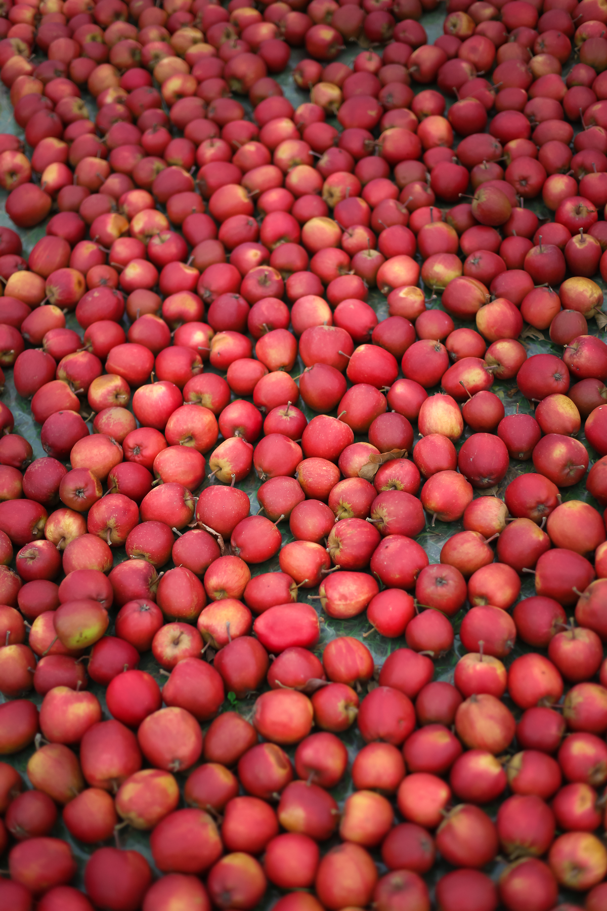 A day trip from Copenhagen to pick some of Denmark's best apples and pears at the Frydenlunds Frugtplantage outside of Vedbaek.