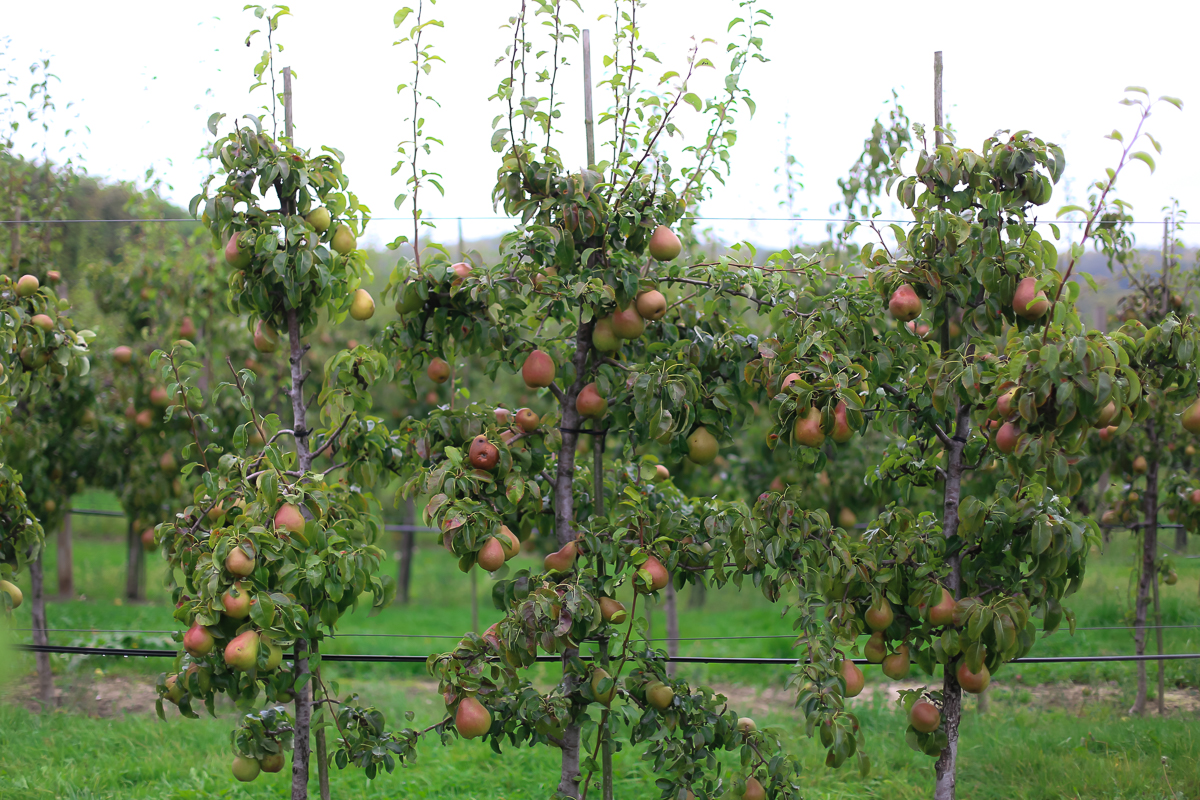 A day trip from Copenhagen to pick some of Denmark's best apples and pears at the Frydenlunds Frugtplantage outside of Vedbaek.