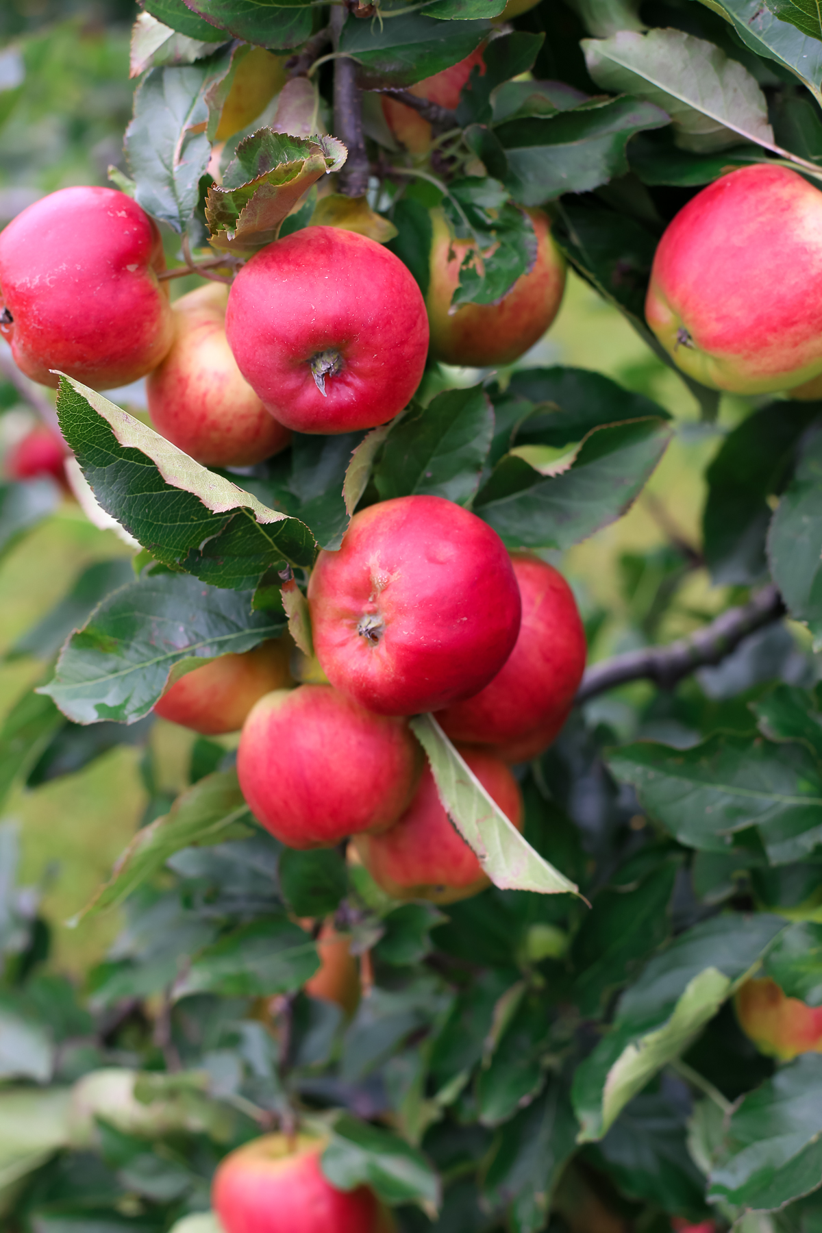 A day trip from Copenhagen to pick some of Denmark's best apples and pears at the Frydenlunds Frugtplantage outside of Vedbaek.
